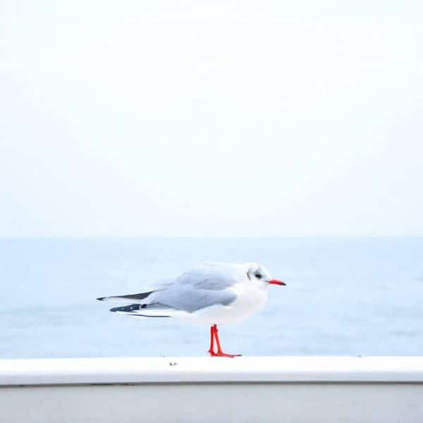 portfolio9